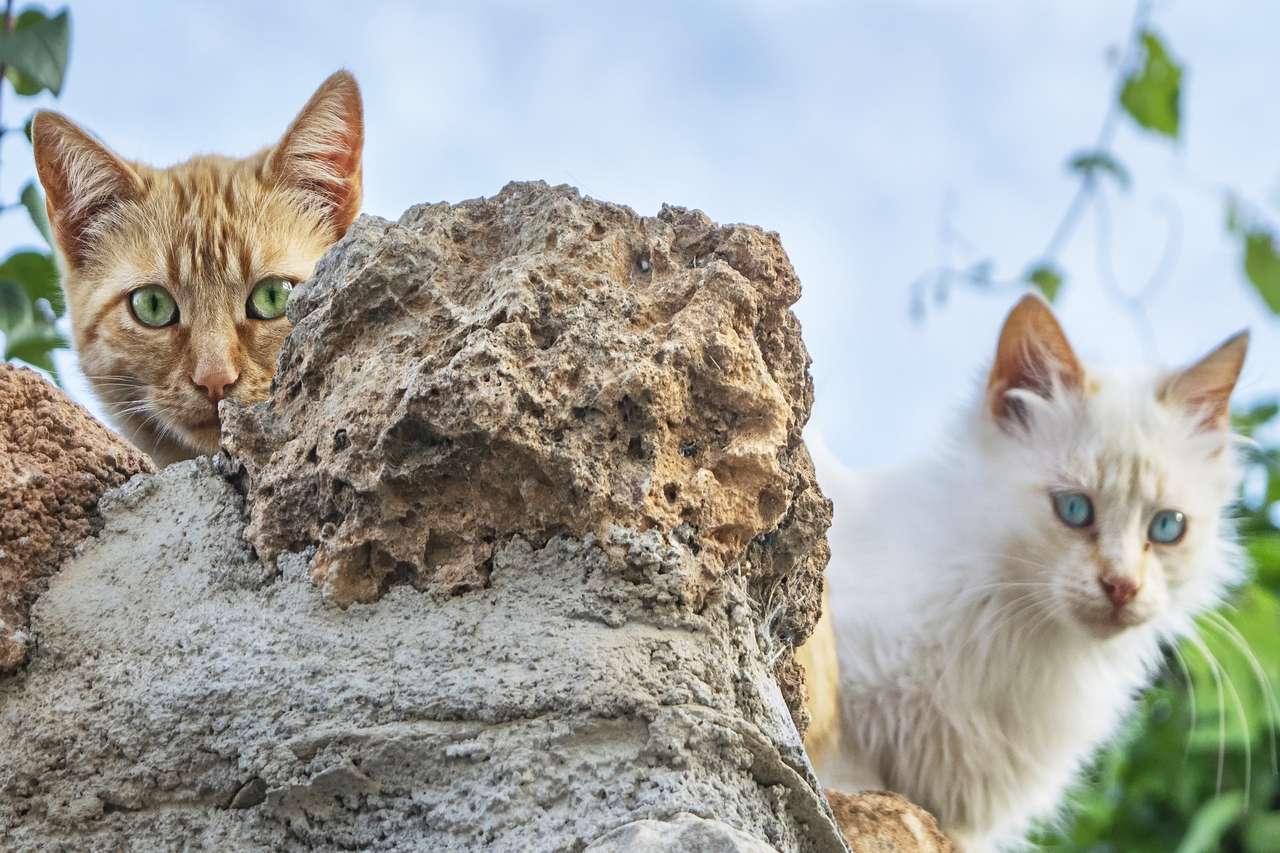 Cats behind the rock online puzzle