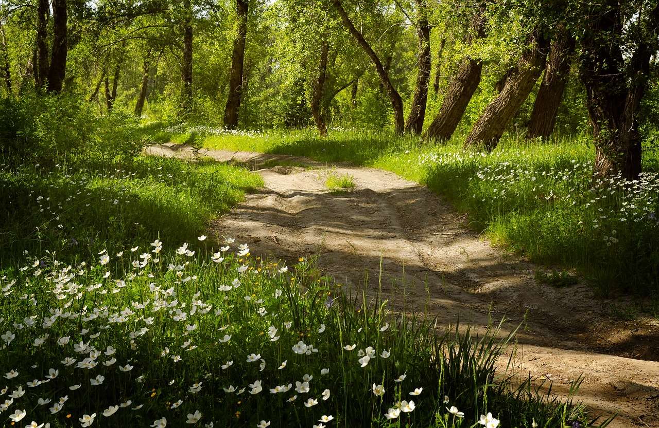 Pădure Flori Drum de vară Înflorire Natură Frumusețe puzzle online