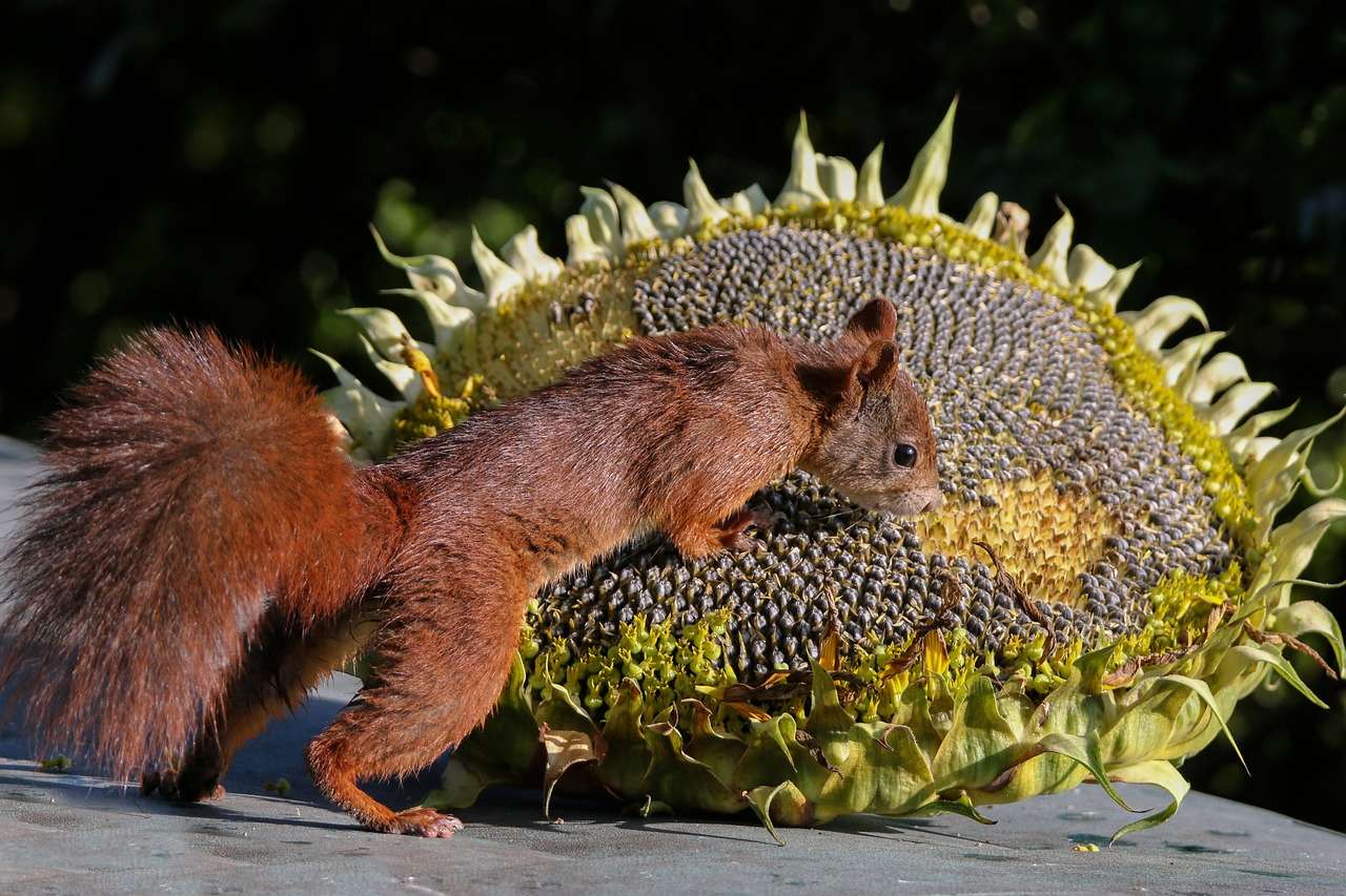 Eichhörnchen-Säugetier in freier Wildbahn Puzzlespiel online