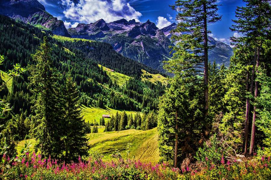 Svájc - az Alpok nyáron, lucfenyők a hegyek hátterében kirakós online