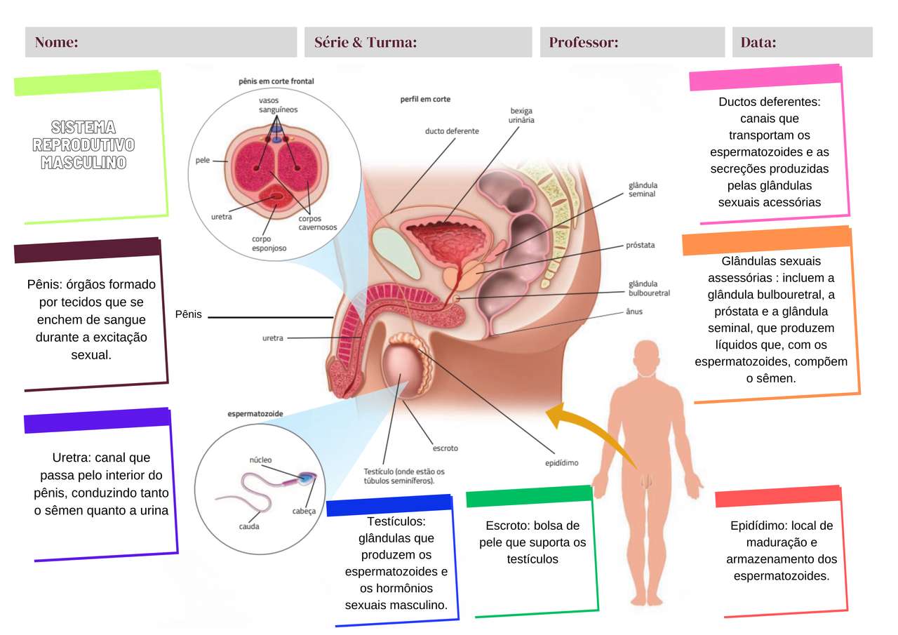 male reproductive system online puzzle