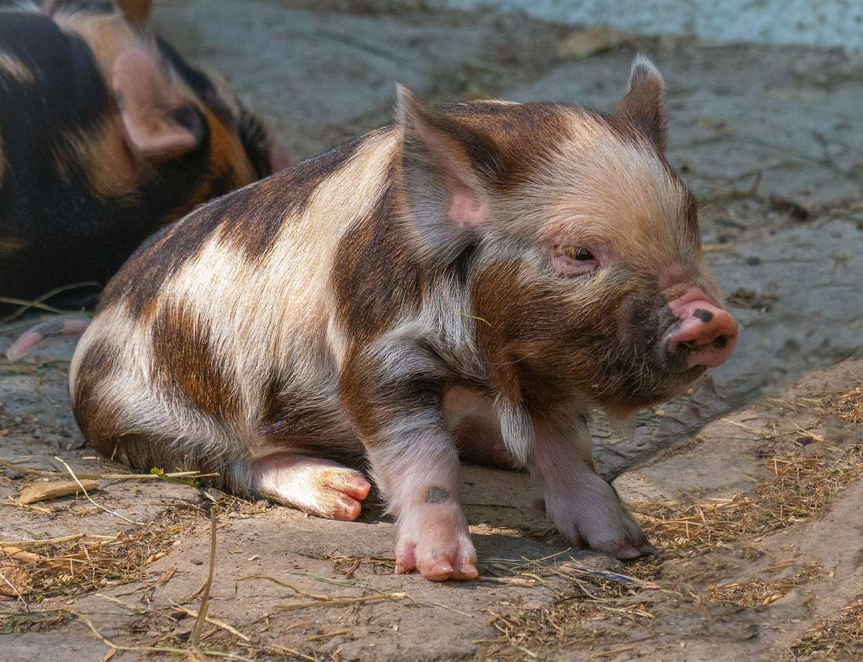 Pig Big Baby kirakós online