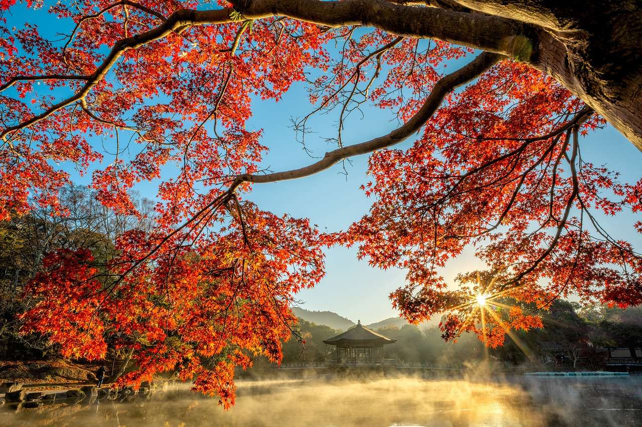 Ceață de frunze de copac jigsaw puzzle online