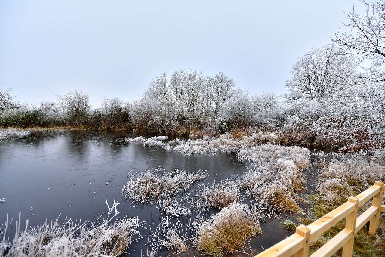 Winter Trees Lake jigsaw puzzle online