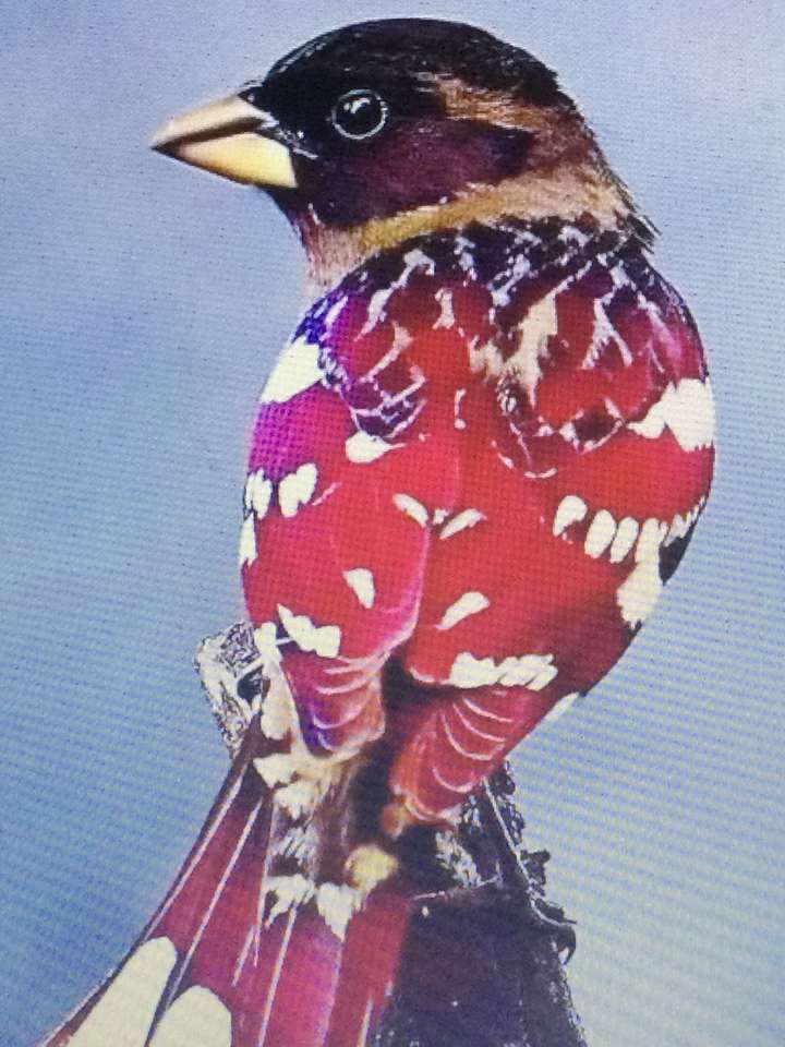 pássaros vermelhos empoleirados quebra-cabeças online