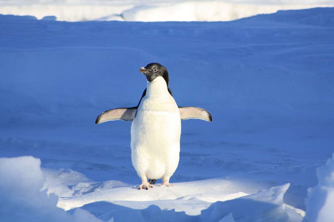 Ζώο του νερού πιγκουίνος online παζλ