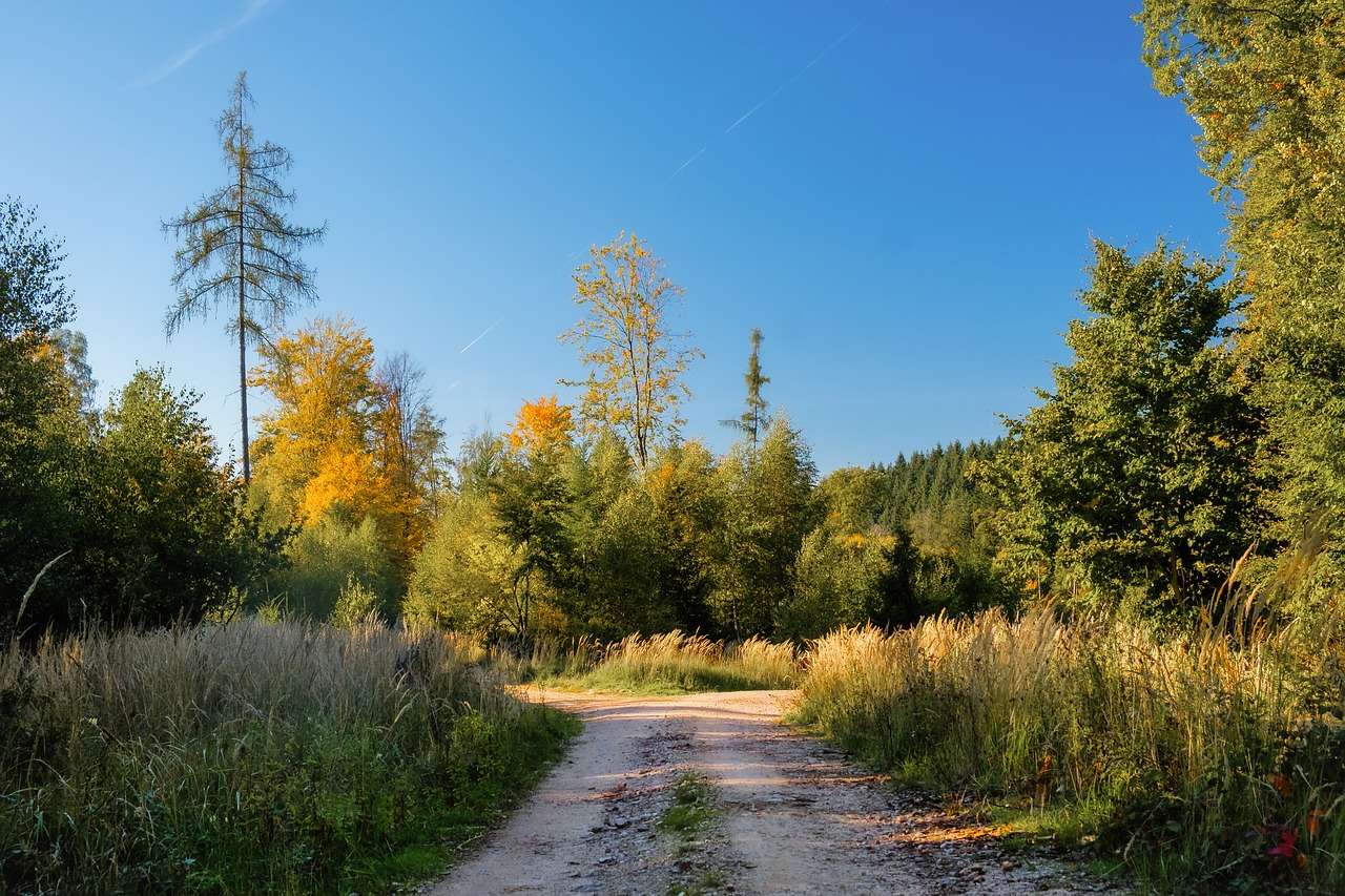 Forest Path Country Road Nature jigsaw puzzle online