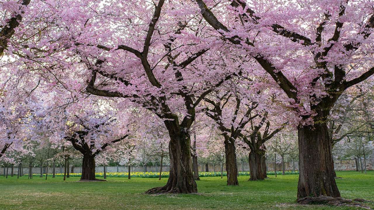 primavera flor de cerezo rompecabezas en línea