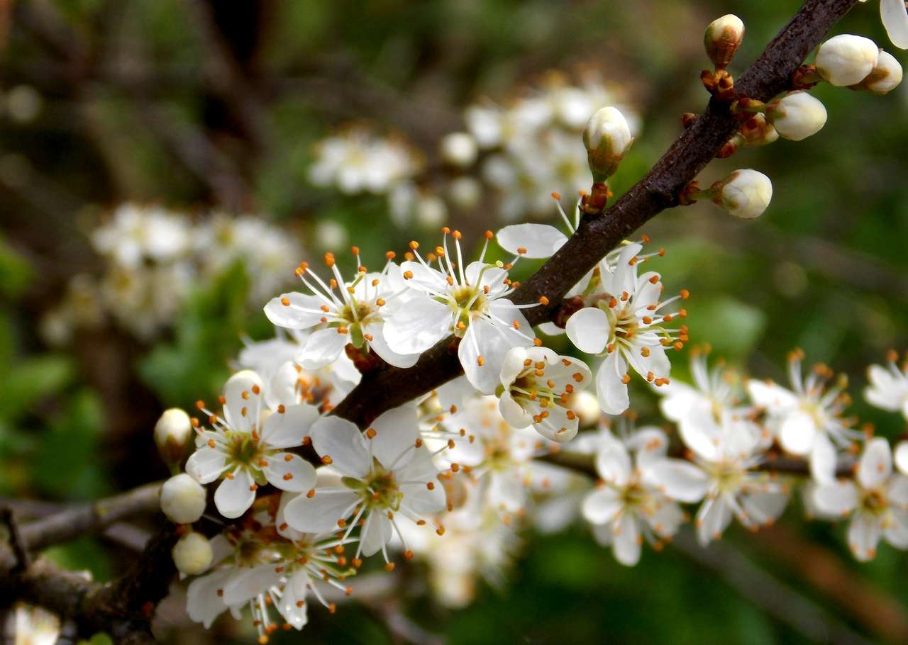 Spring in the garden and on the trees jigsaw puzzle online