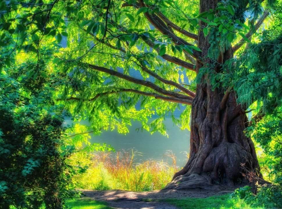 Vackert gammalt träd, fantastisk utsikt över naturen pussel på nätet
