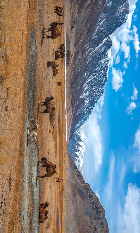 steppe avec des chameaux puzzle en ligne