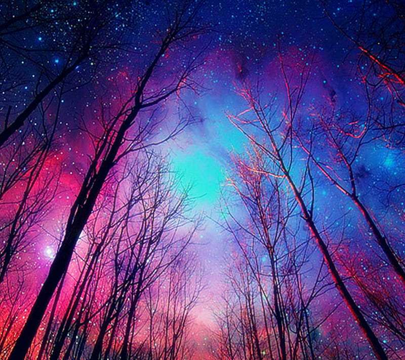 Twilight Forest - Forêt sombre et belles couleurs du ciel puzzle en ligne