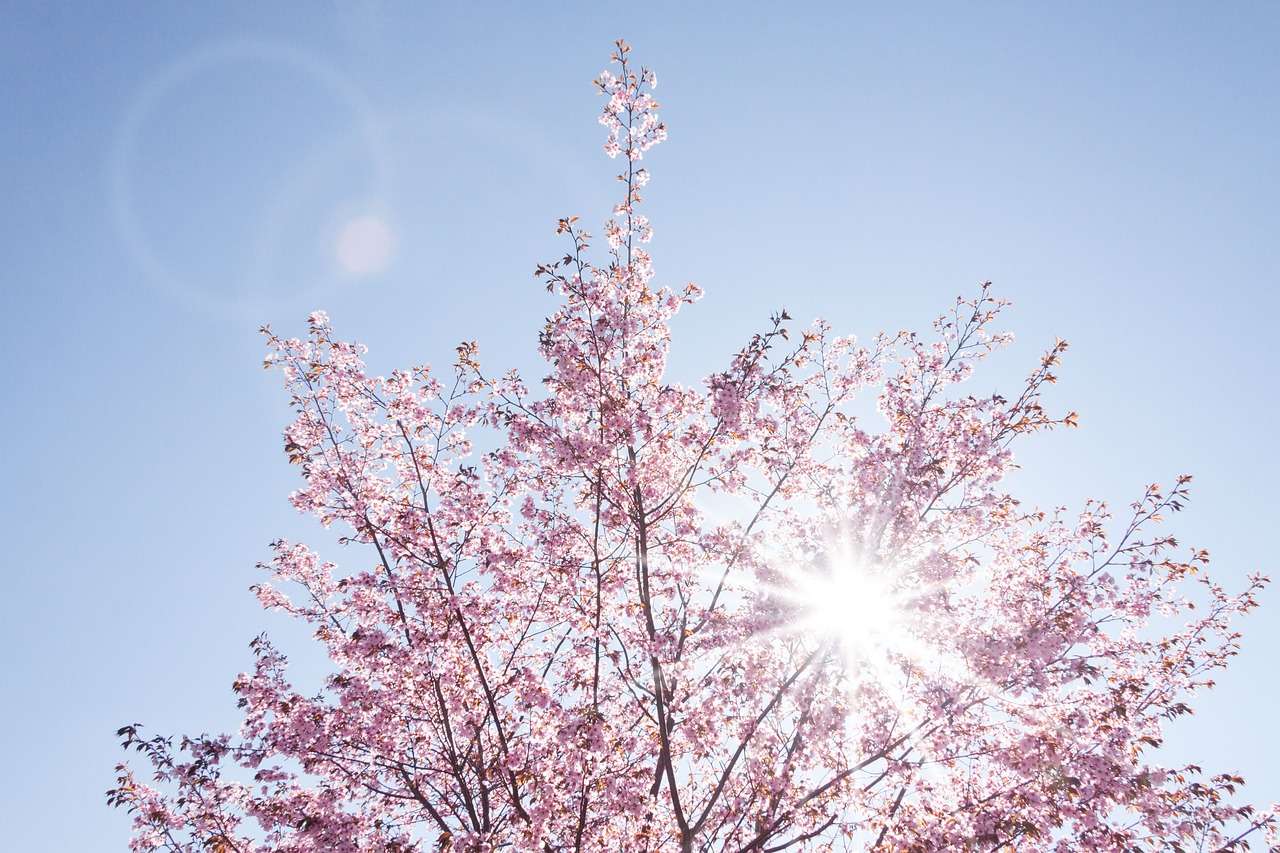 Пролетен черешов цвят онлайн пъзел