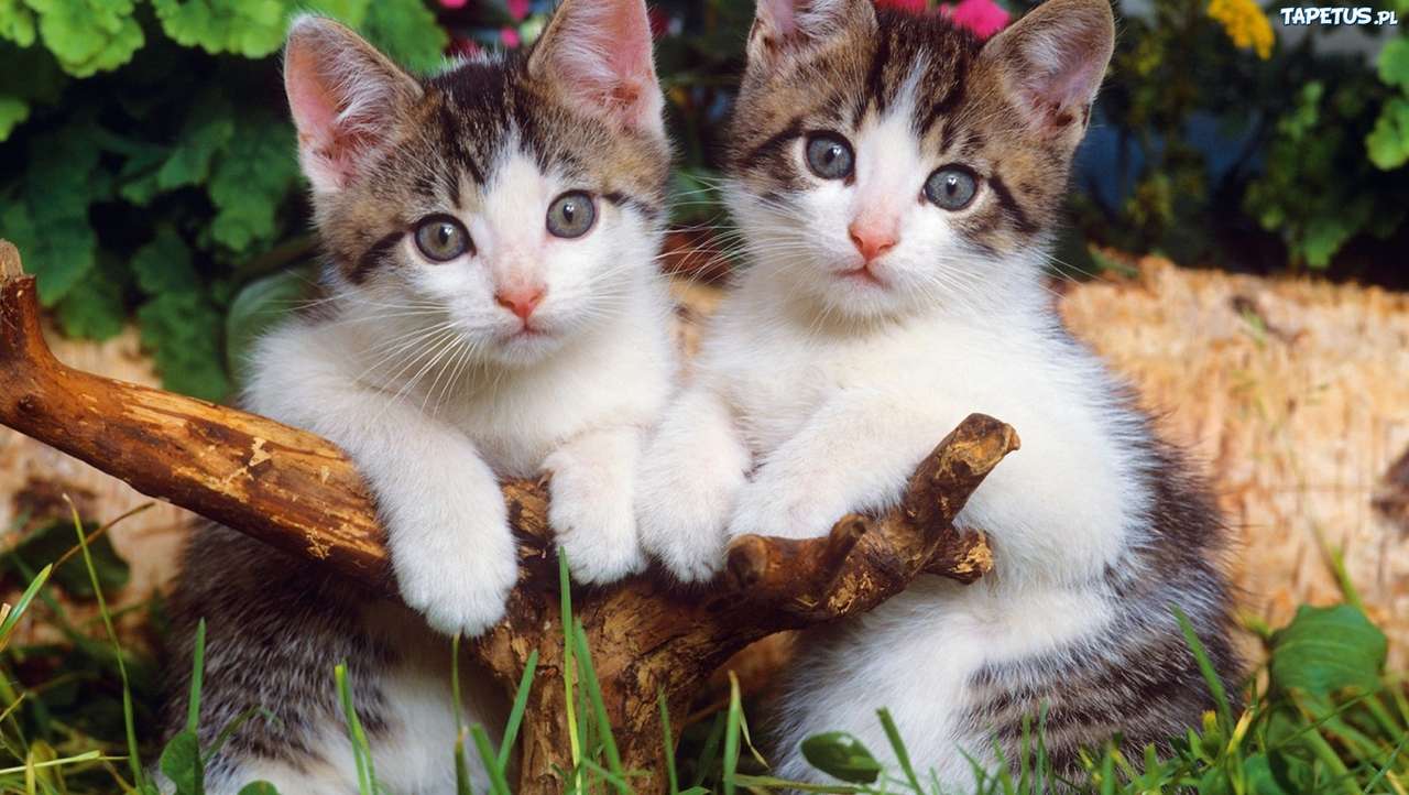 δύο μικρά γατάκια παζλ online