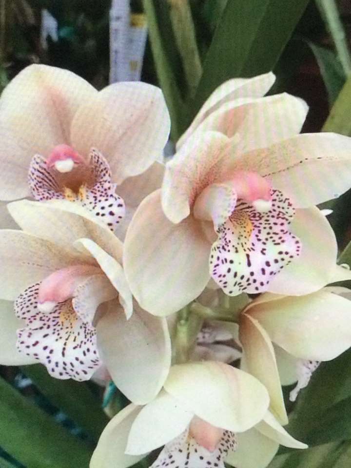 Orchidées blanche puzzle en ligne