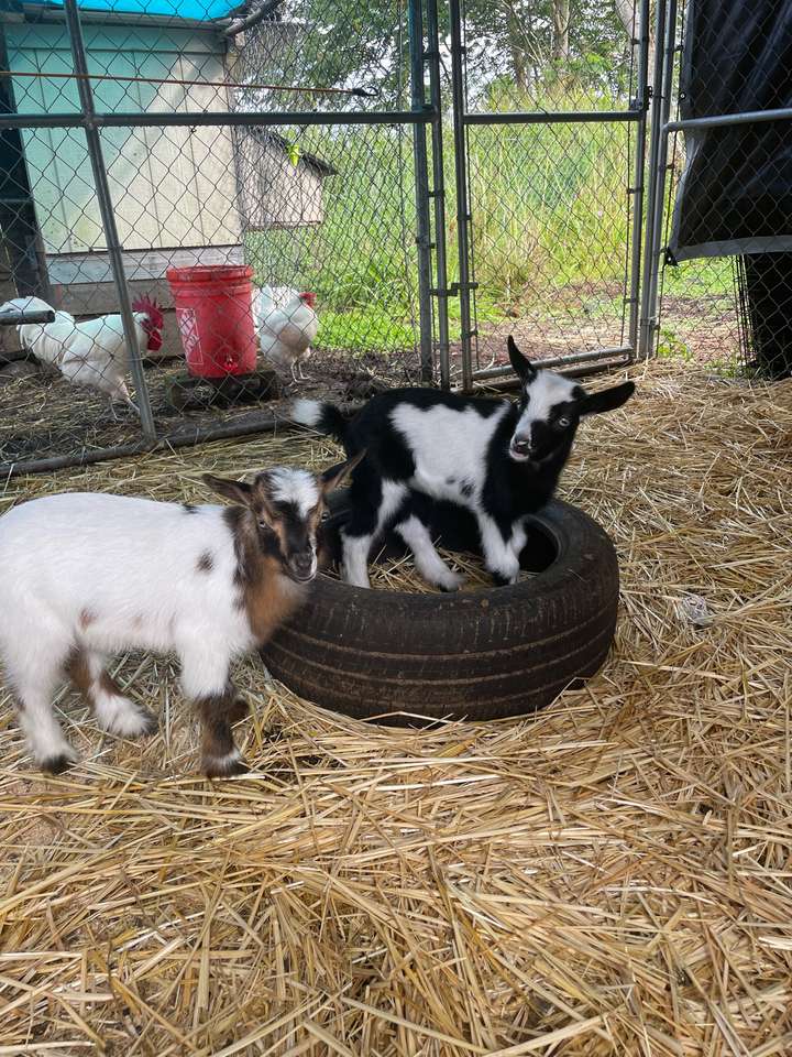 Baby goats in the pen jigsaw puzzle online