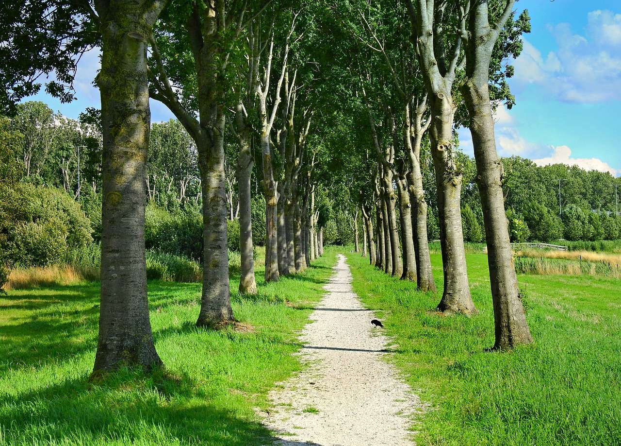 Путь с деревьями онлайн-пазл