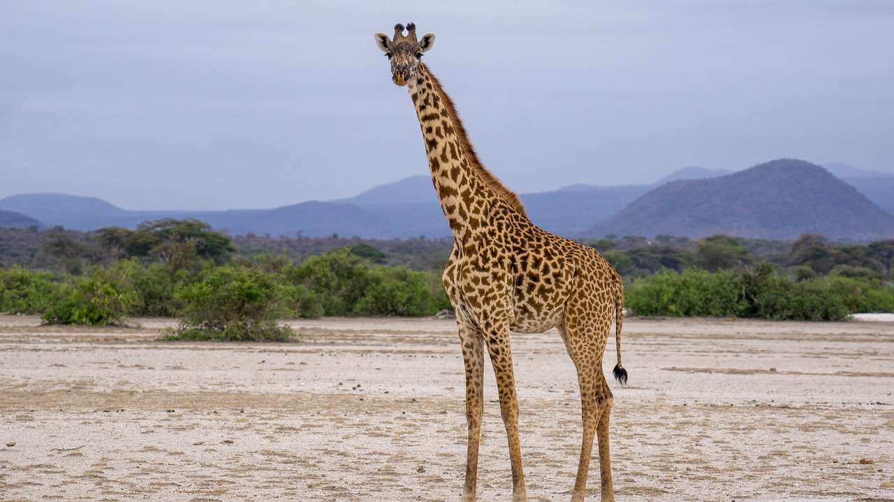 Giraffe Tanzania online puzzel