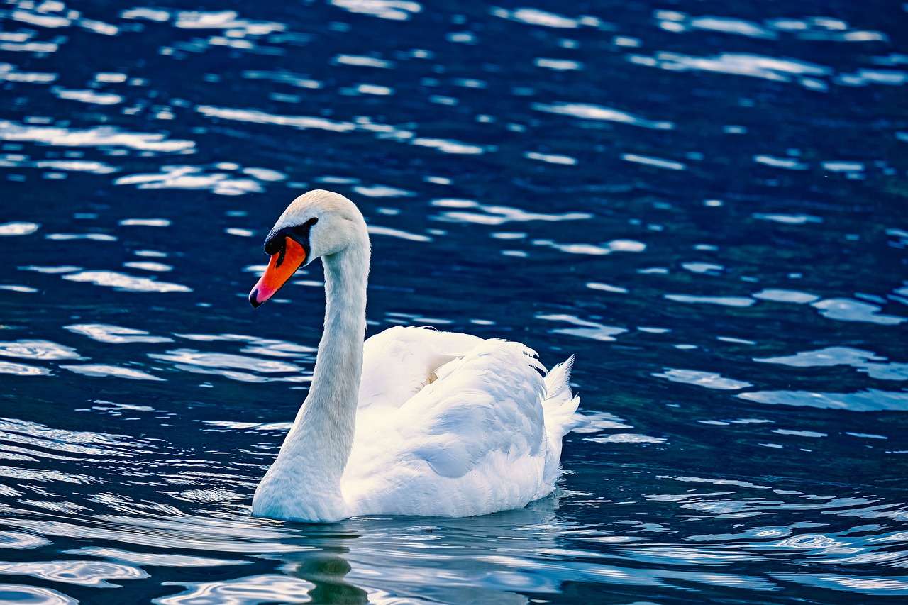 Labuť Zvíře Vodní Pták Bílý Hrdý Schwimmvogel online puzzle