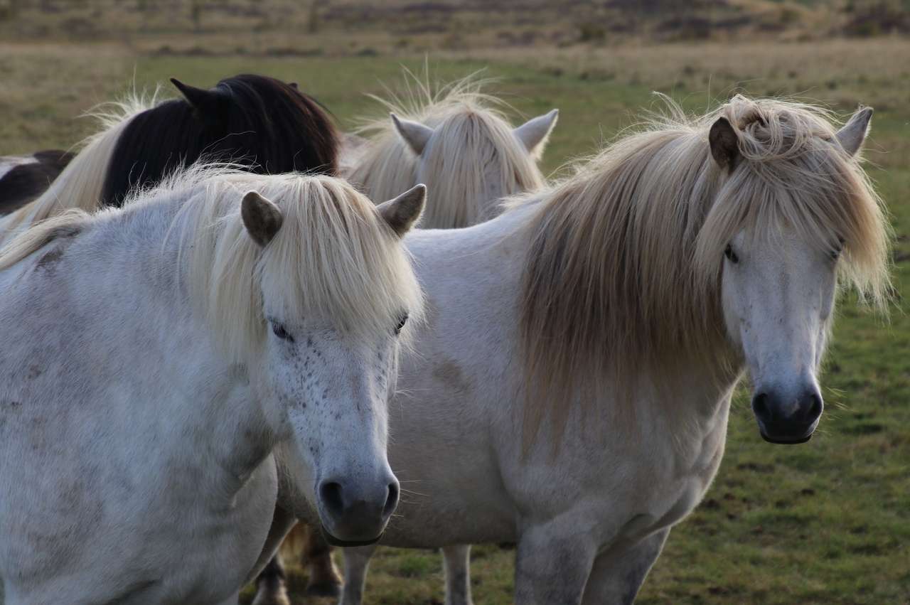 Vackra hästar pussel på nätet