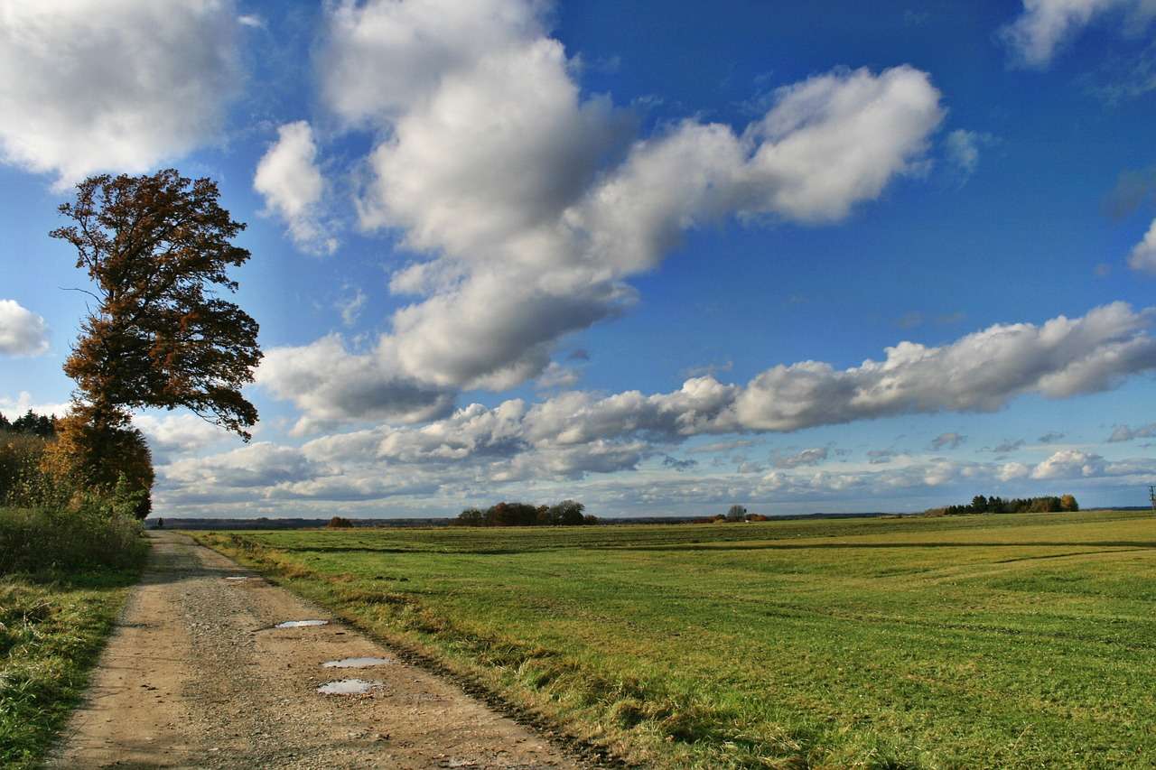 Zandweg Boom legpuzzel online