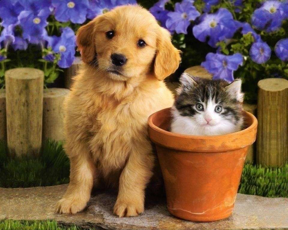 A dog with a kitten jigsaw puzzle online
