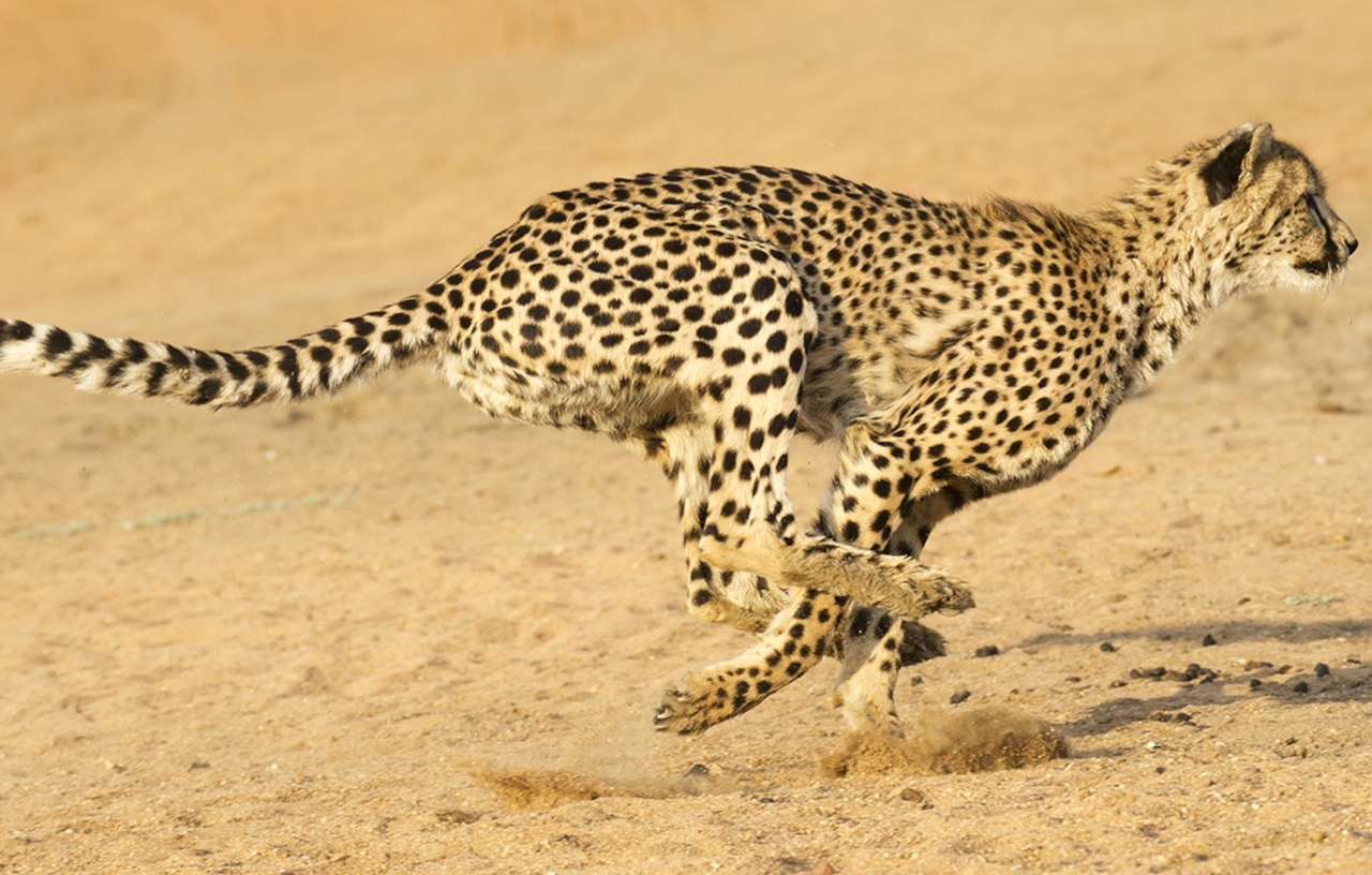 Springande gepard pussel på nätet