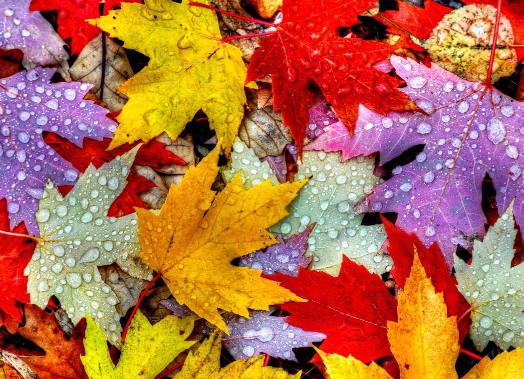 Raindrops on autumn colored leaves online puzzle