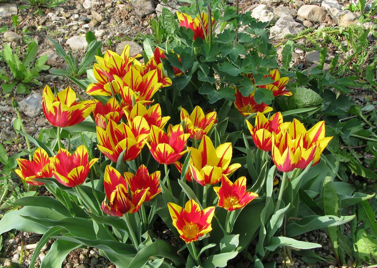 tulipani primaverili puzzle online