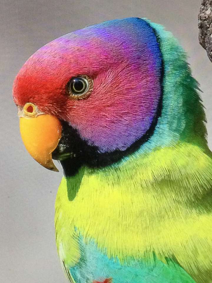 Папуга зі сливовою головою пазл онлайн