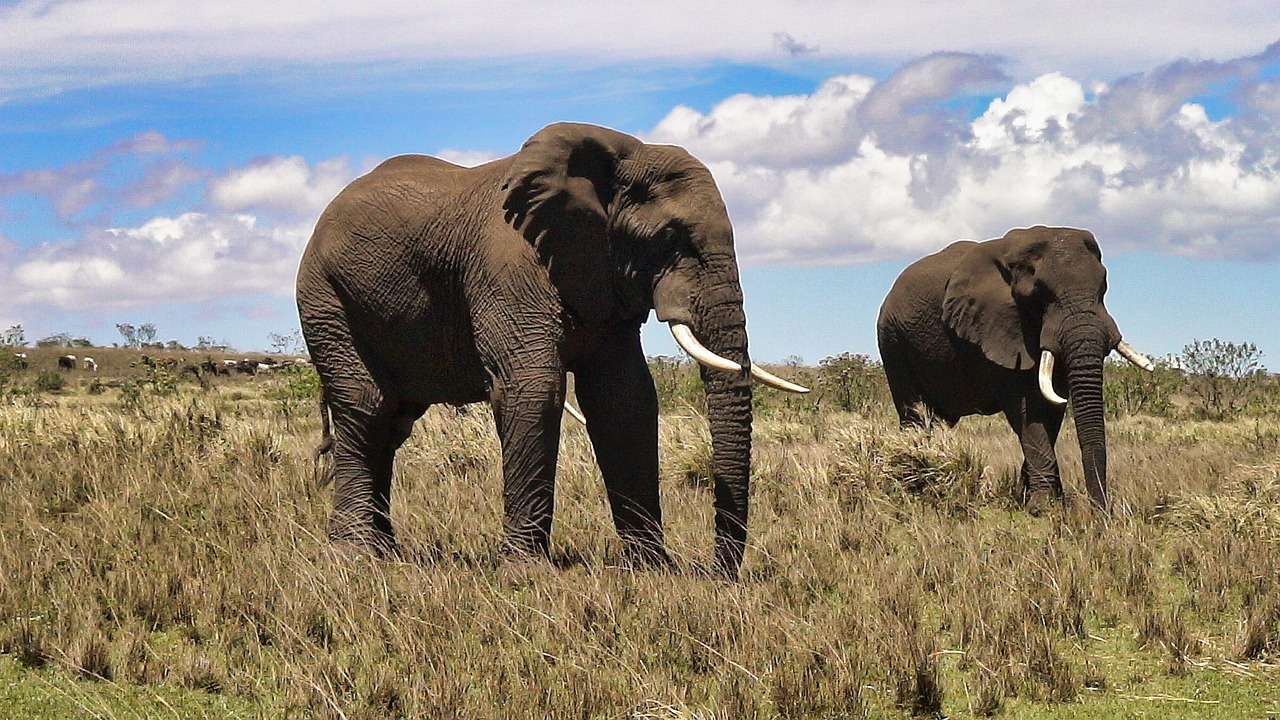 Elefánt fajok online puzzle