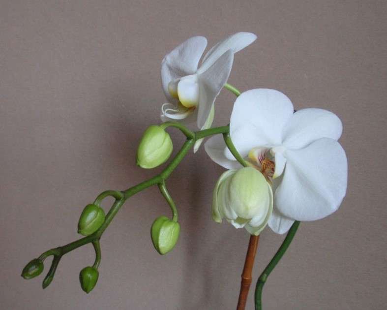 Белый цветок орхидеи онлайн-пазл