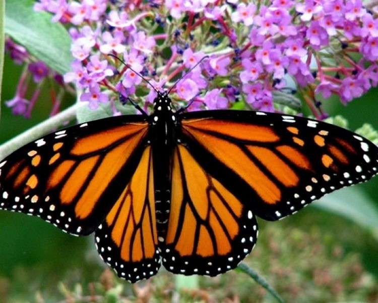 Красочная бабочка онлайн-пазл