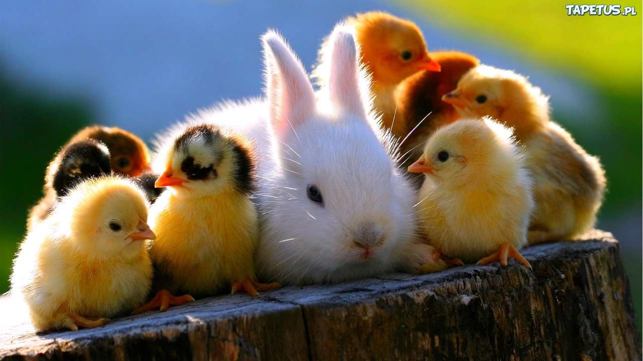 kanin och kycklingar Pussel online