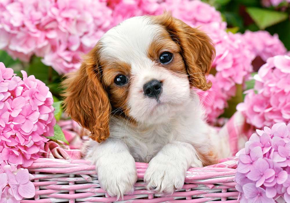 Roztomilé štěně mezi růžovými hortenziemi online puzzle