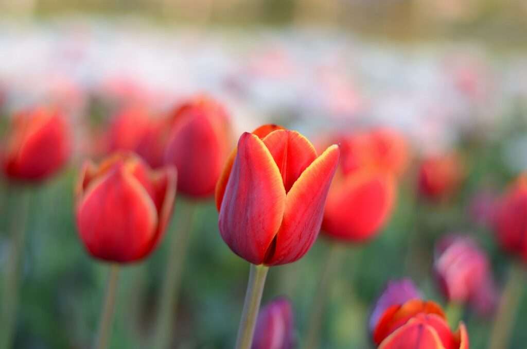 flores tulipanes rompecabezas en línea