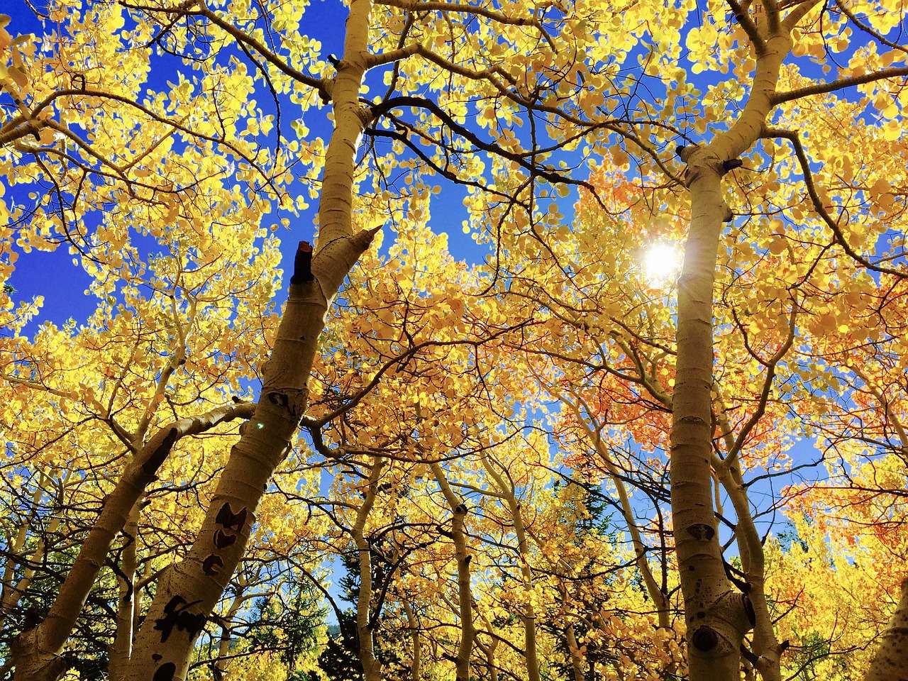 Листья осеннего сезона онлайн-пазл
