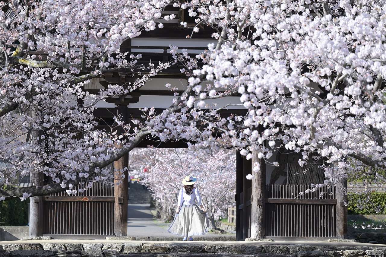 Cherry Blossom σε εξωτερικούς χώρους online παζλ
