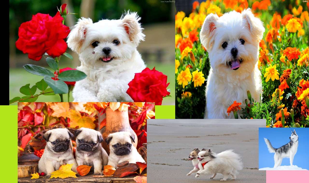 Кучета от различни породи - колаж онлайн пъзел