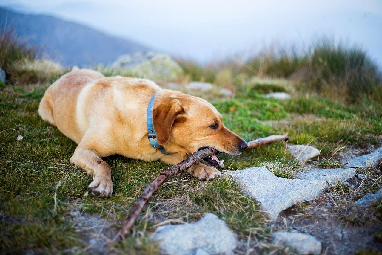 Um cão com uma vara puzzle online