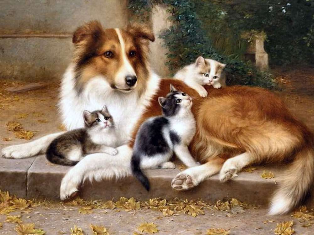 Collie kutya és cicák - barátok aranyos jelenet kirakós online