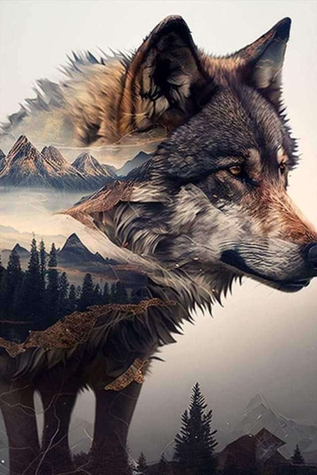Wolf in seinem Lebensraum Online-Puzzle