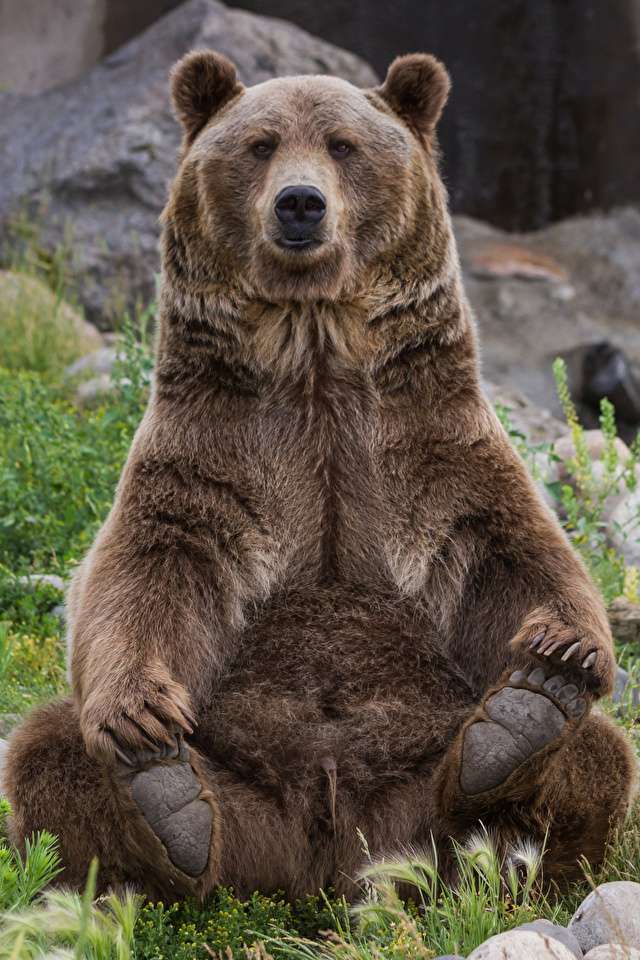 седнала мечка онлайн пъзел