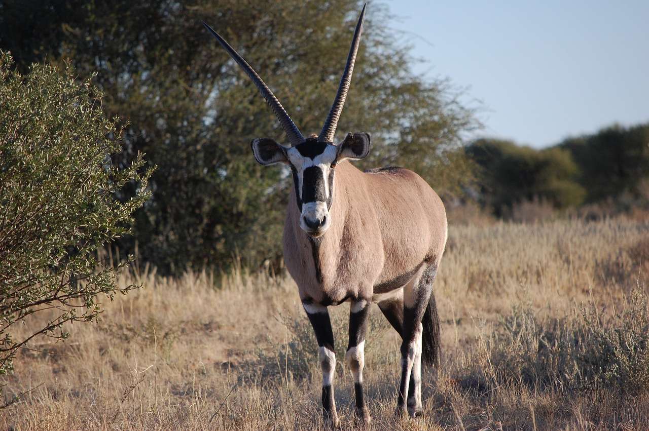 Afrikaanse Antilope legpuzzel online