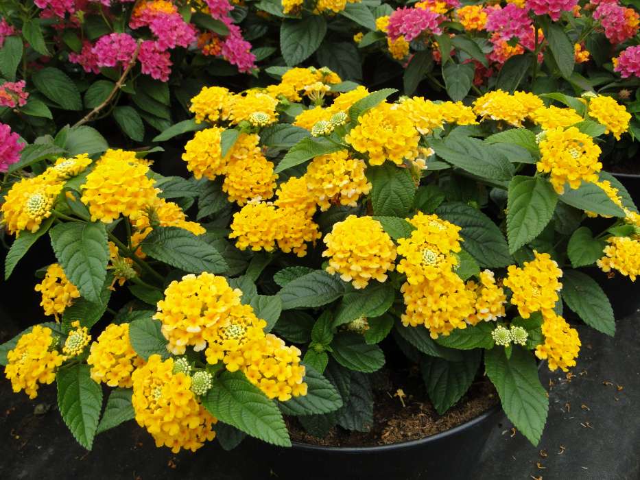 Lantanas - flowers for the balcony and terrace jigsaw puzzle online