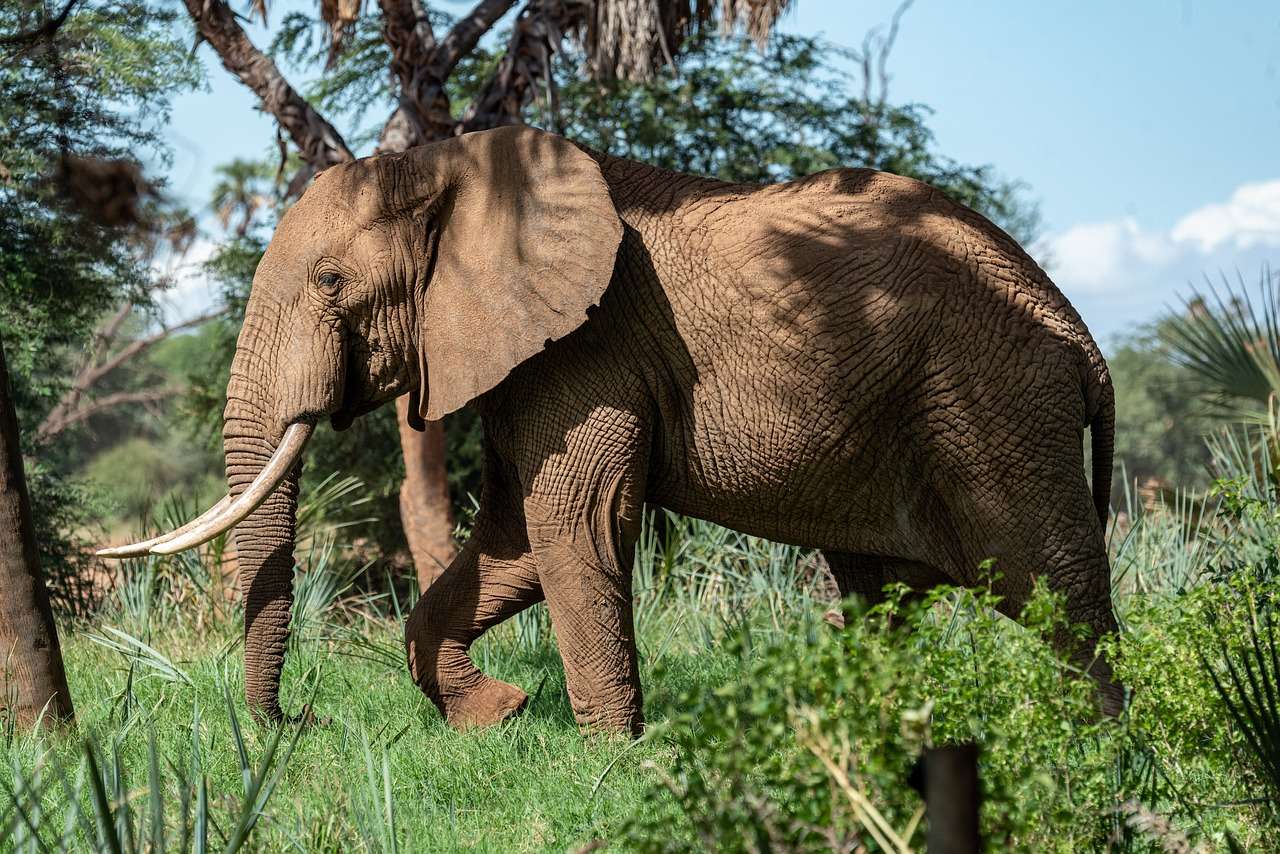 La faune des éléphants puzzle en ligne
