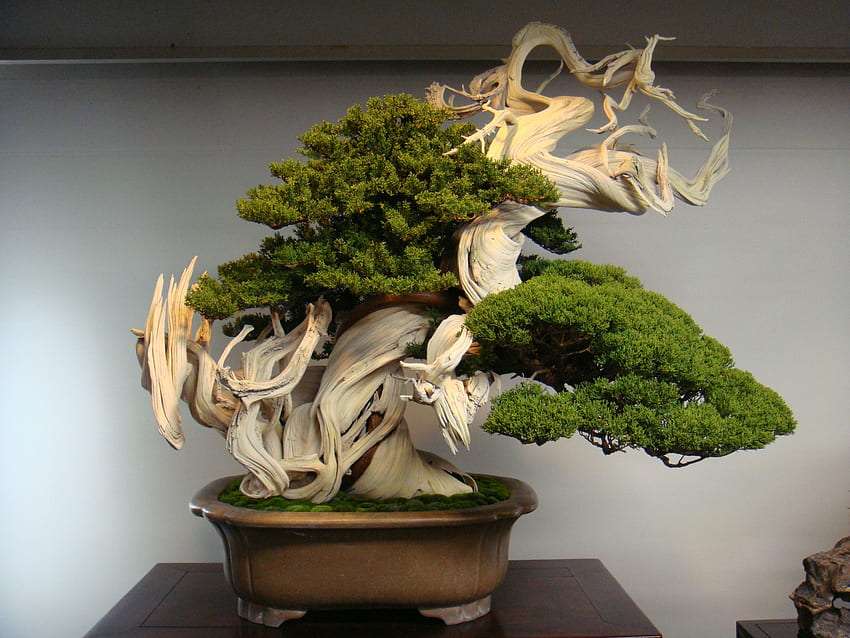 Impresionante bonsái japonés rompecabezas en línea