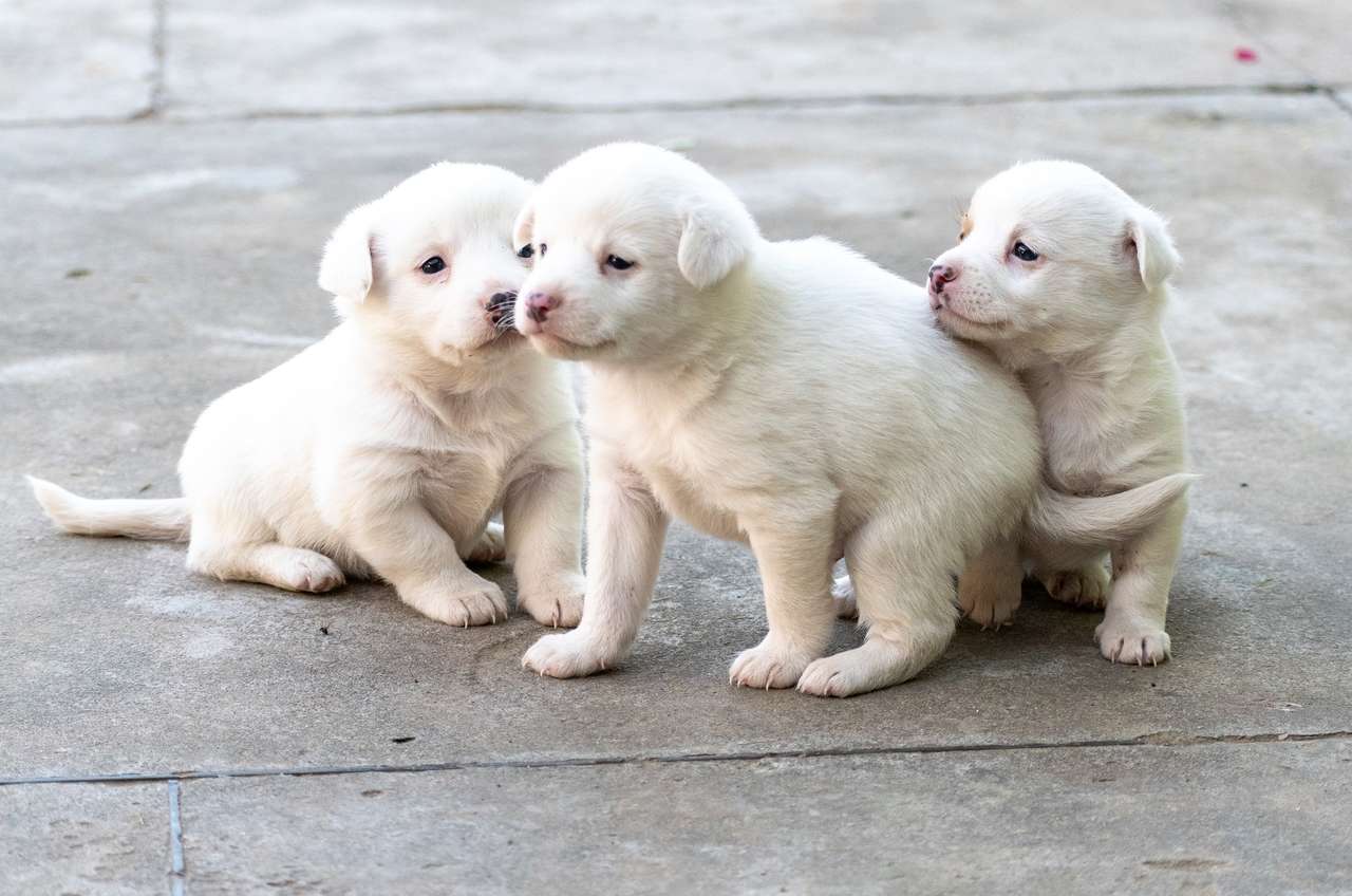 Adorable puppies online puzzle