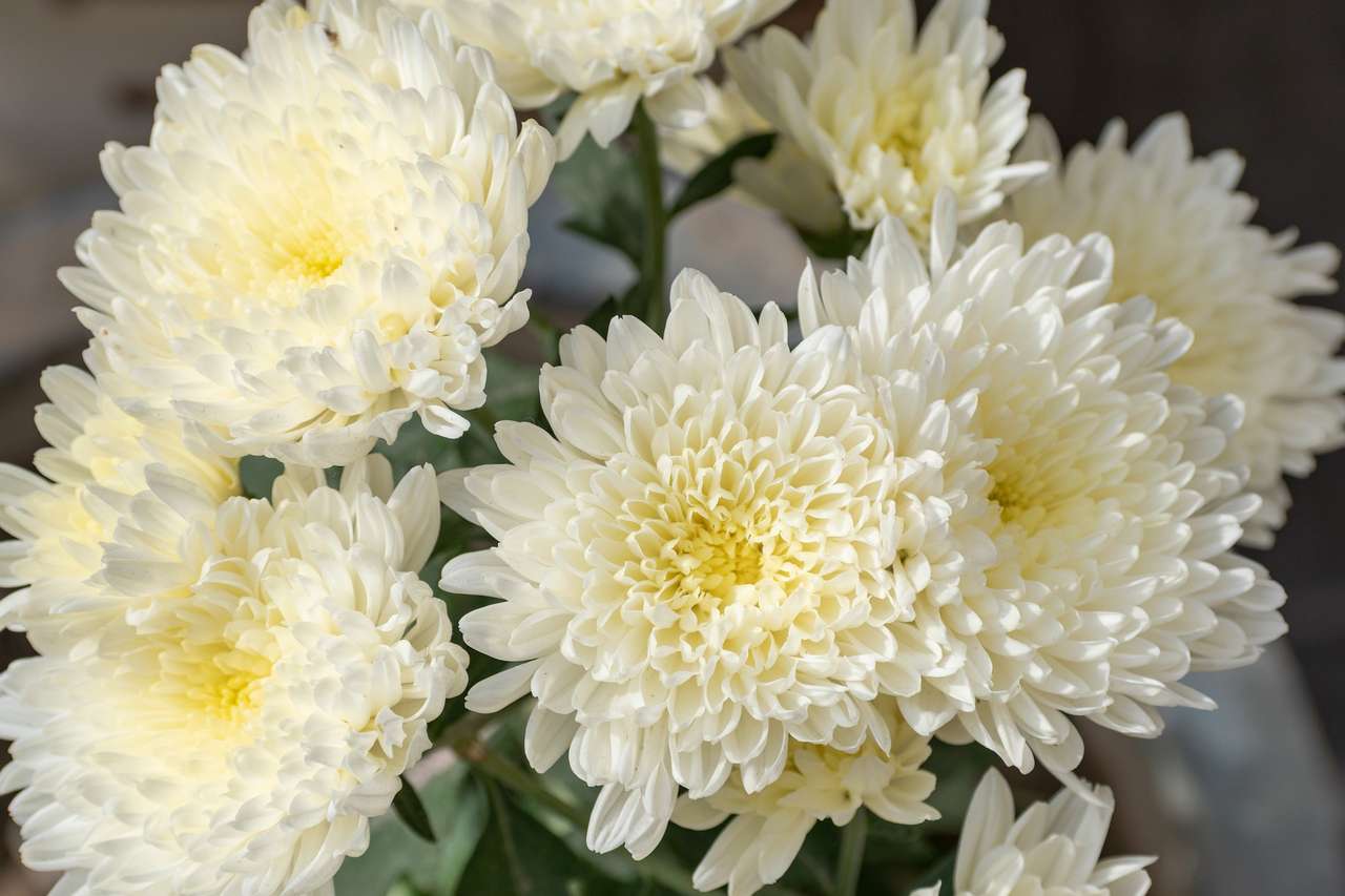 Crisantemi bianchi puzzle online