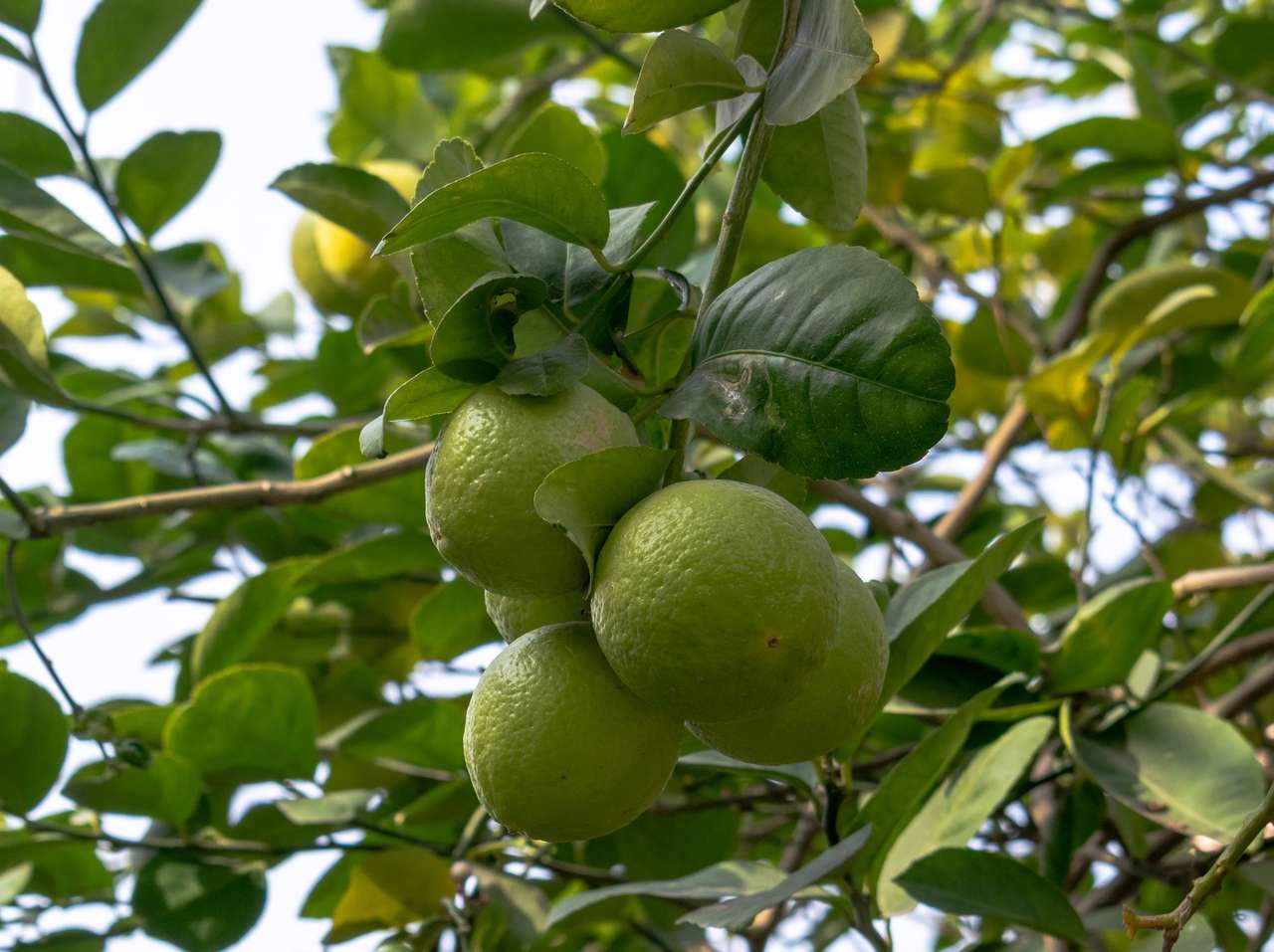Citronträd pussel på nätet